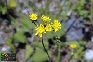 Pilosella piloselloides (1).jpg